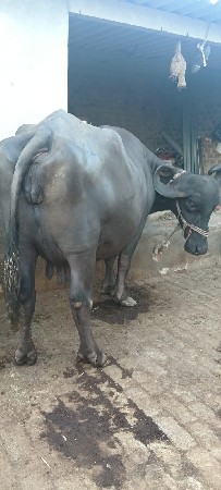 bhes...vechavani.se