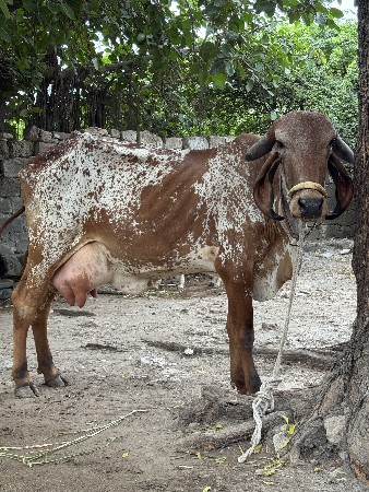 ગીર ગાય