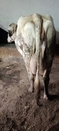 ગીર કરોષગાયવેછવાનીસે