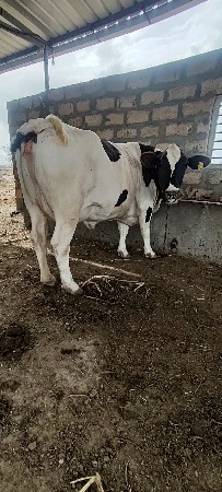ગાય  વેચવાની