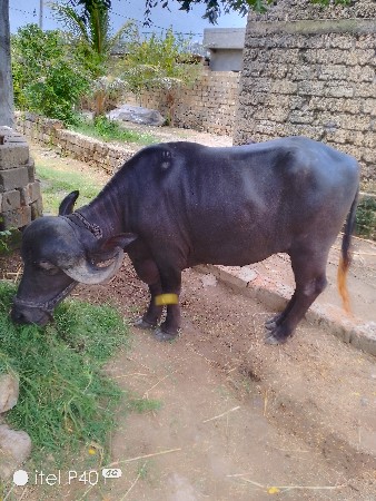 ભેંસ વેસવાની છે