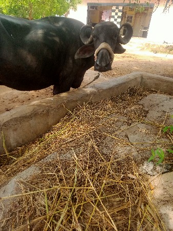ભેસ વેસવાનીછે