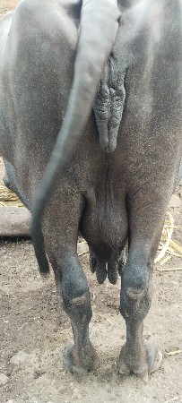 ત્રીજું વેતર