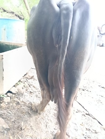 આ ભેશ વેશવાની છે