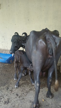 ભેંસ