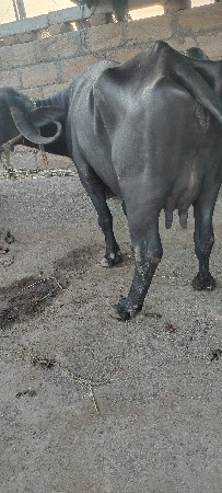 ખળેલી