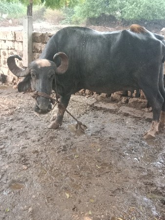 ભેંશ વેચવાની છે