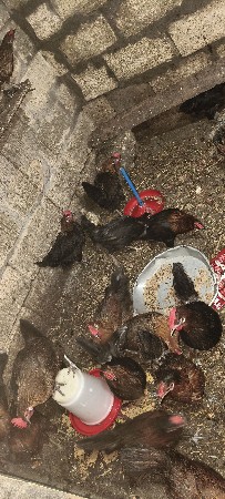 દેશી મૂરઘી