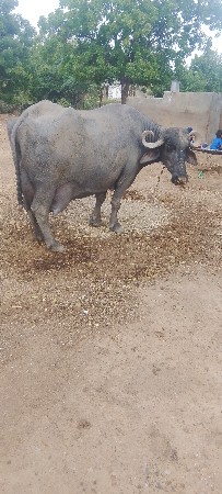 આ ભેસ વેચવાની છે
