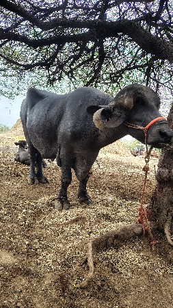 3 ભેંસ વેચવાની છે