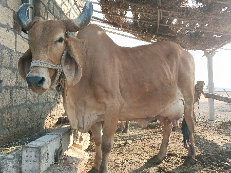 તન ગાયો વેંચવા ની છે