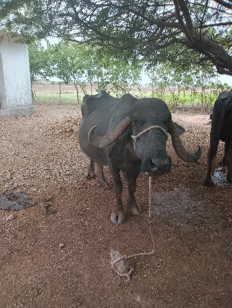 ભૈસ વેચવાની છે