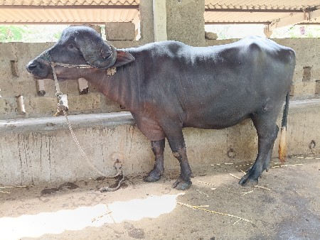 ખડેલી વેસવાની છે