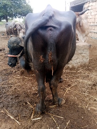 ભેસ