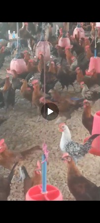 દેશી મુરધા લેવા માટે કોલ કરો