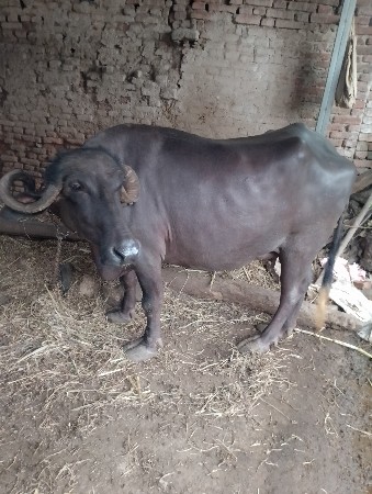 ભેંશ વેસવા ની સે
