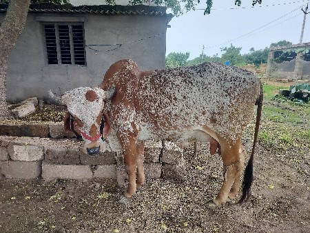હોડકી વેચવાની છે