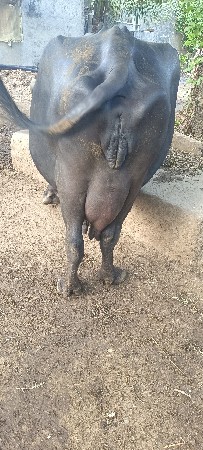 ભેંસ વેચવાની છે