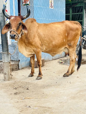 દેસી ગાય વેચવાની છે
