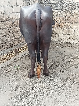 ભેંસ વેચવાની છે