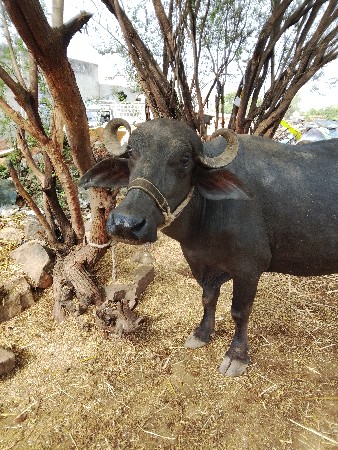 ભેંસ વેચવાની  છે