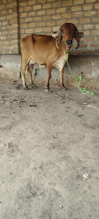 ઑરીજનલ ગીર ગાય વાછરડી વાળી
