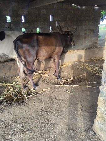 જરસી ગાય વેચવાની છે