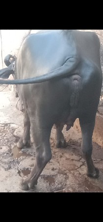 ભેંસ વેચવાનું છે