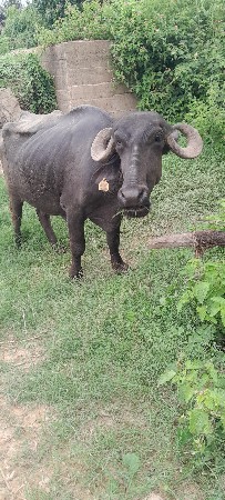 ખડેલી વેચાણ સે