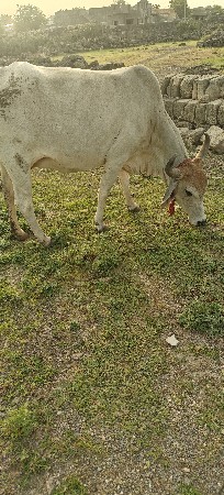 ગાય વેચવાની છે