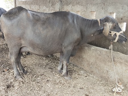 ભેંશ