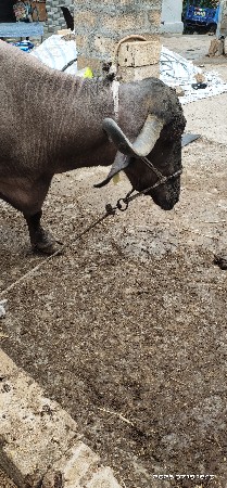 2 જું વેતર