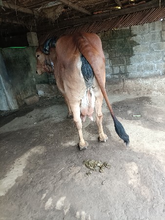 ગીર ગાય વેચવાની છે