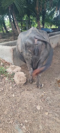 રામ શ્રી રામ પિઠીયા નગીચાણા