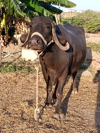 ભેંસ વેચવાની છે