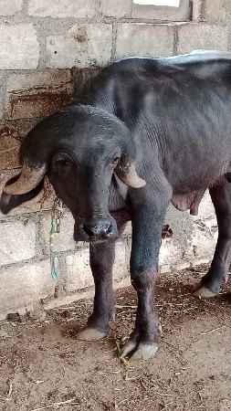 બે વર્ષ નો પાડો 42000
