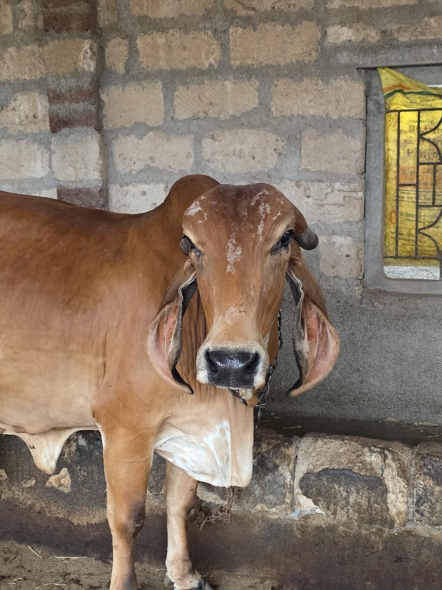 ગાય વેચવાની છે