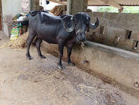 ખડેલી વેસવાની છે