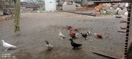 માળીયાહાટીના