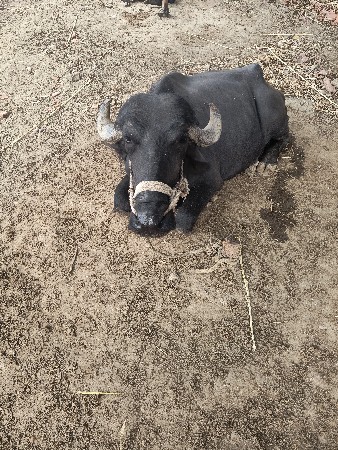 ખડેલી