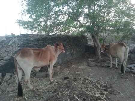 સાવ સોજા બળદ છે