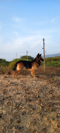 German shepherd dog double kot