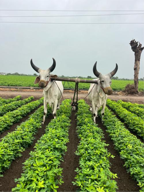 વેચવા નું છે
