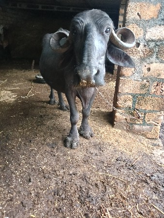 ભેંસ વેચવાની છે