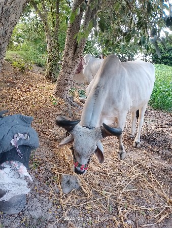 બળદ વેચવાના છે