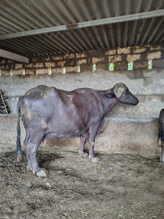 3 જુ વેતર