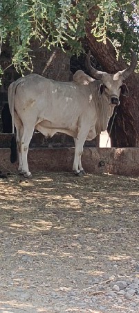 બળદ વેચવાનો સૈ