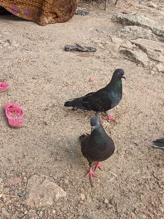 માંગરોળ કોટડા ફાટક