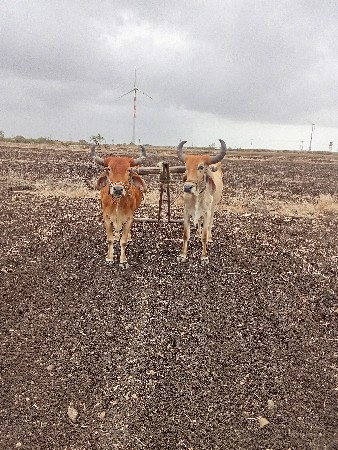 હાલ તા બધે