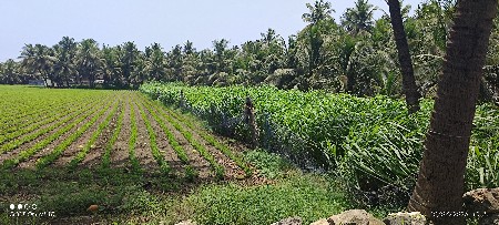 જવાર નો ચારો વેચવાનો છે
રોડ ટચ